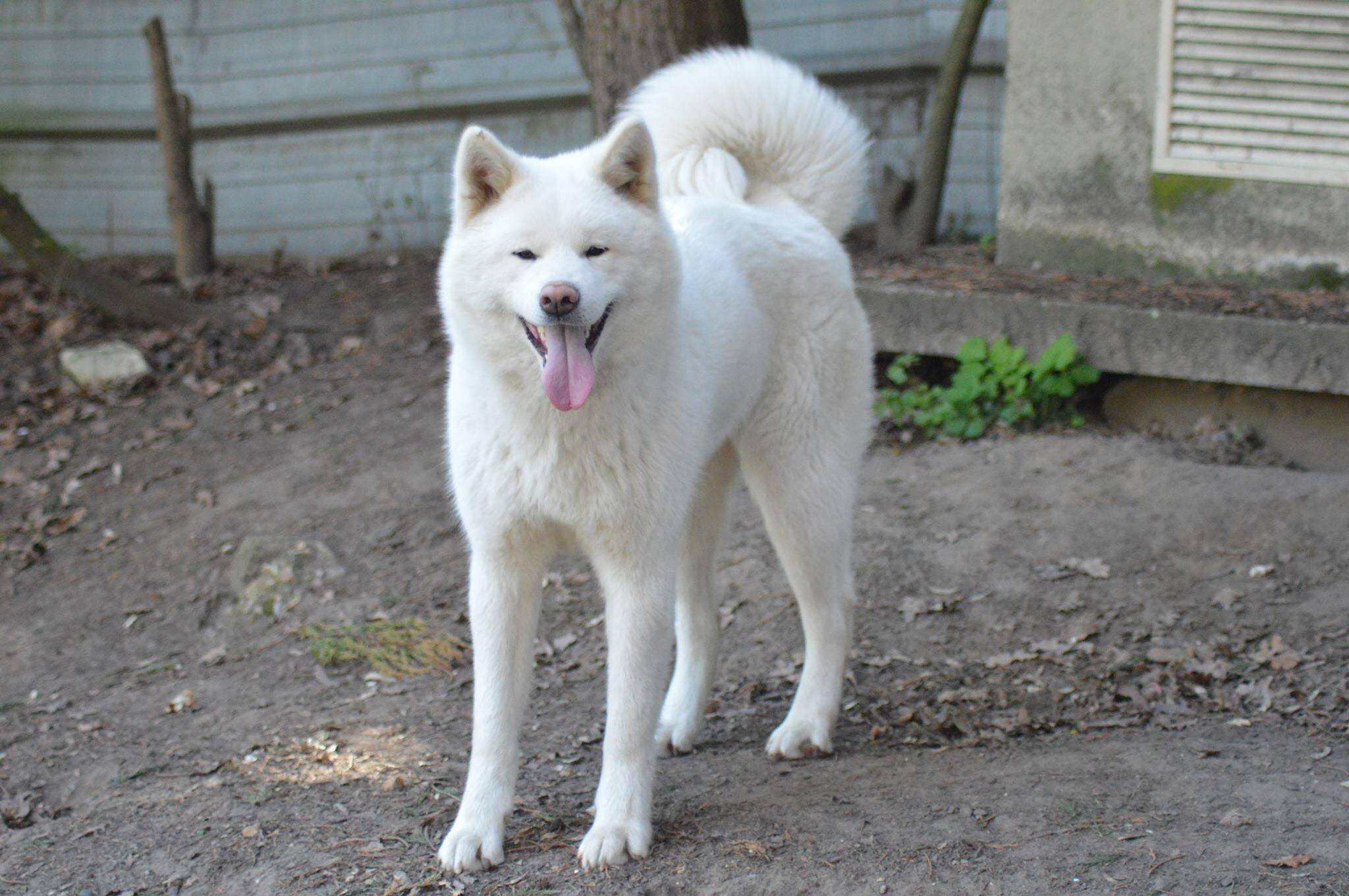 Gaiko go di bordakitainu