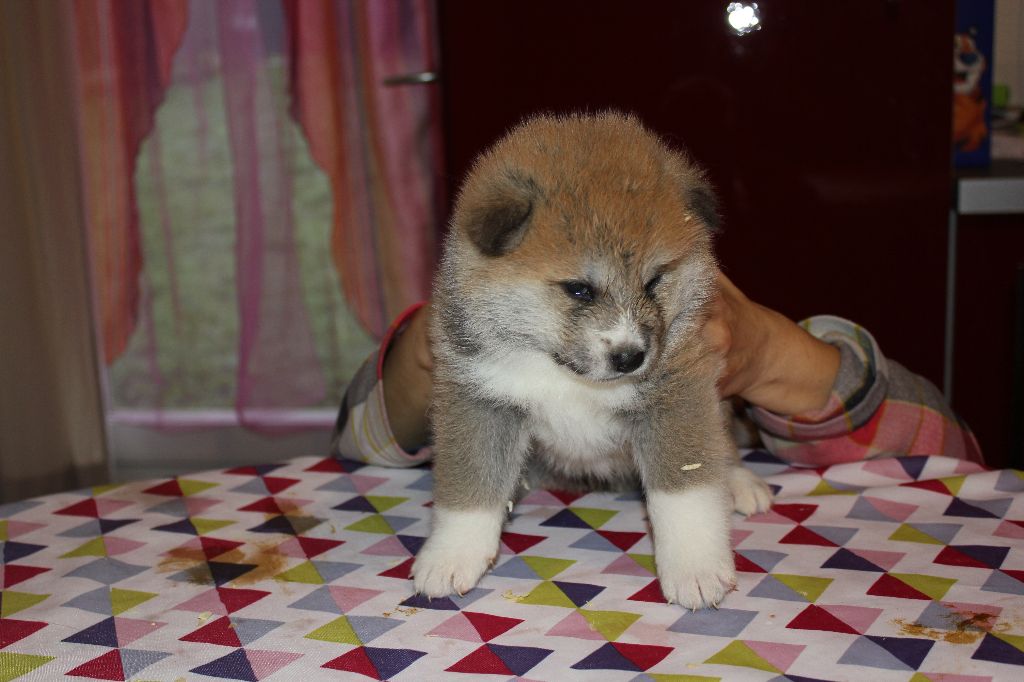 Hoseki - Chiots disponibles - Akita