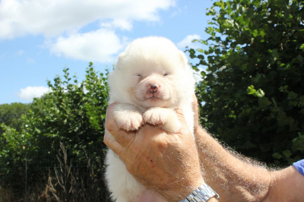 Hoseki - Chiots disponibles - Akita