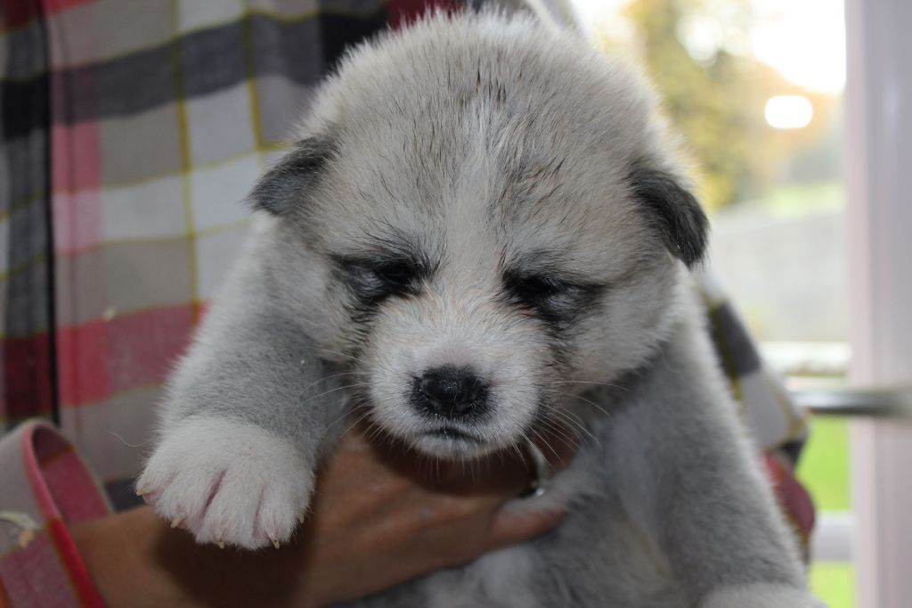 Hoseki - Chiots disponibles - Akita