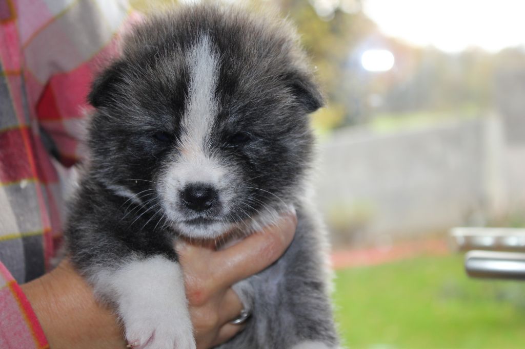 Hoseki - Chiots disponibles - Akita